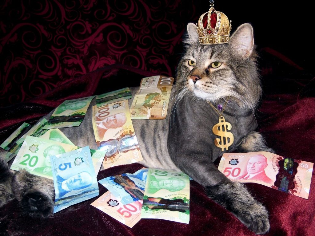 Крутой кот в деньгах