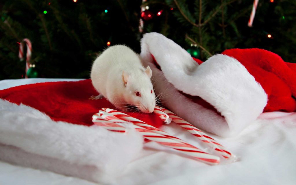 Новогодняя картинка - крыса и шапка Деда Мороза
