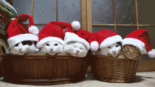 Котята с Рождеством