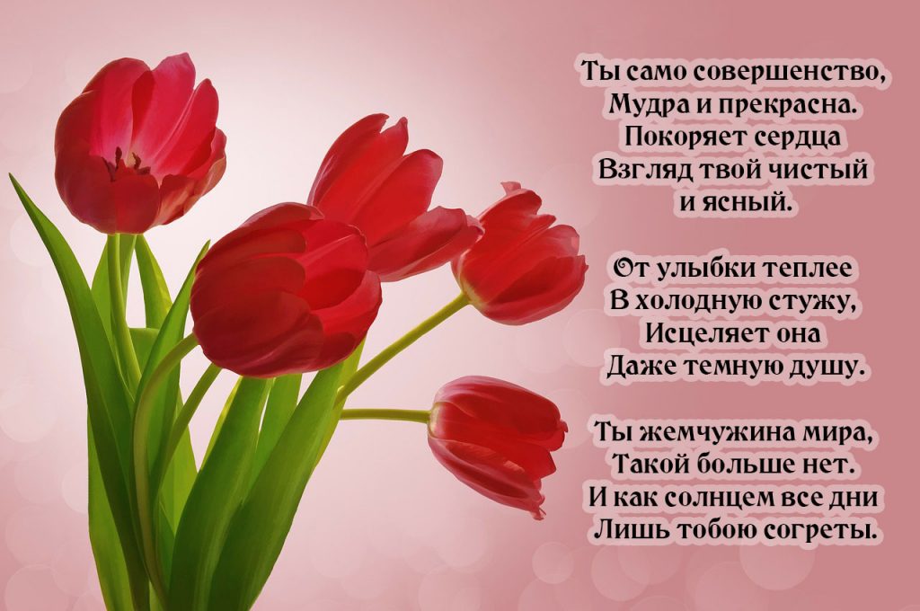 Тюльпаны и красивые комплимент девушке в стихах
